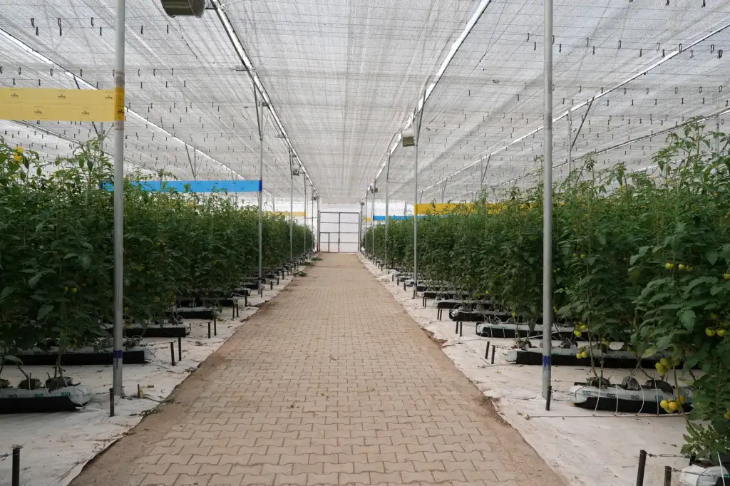 设备融资租赁与经营性租赁的差异化方案设计实务